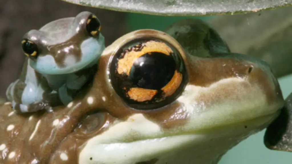 Derzeit-leben-auf-der-Erde-schaetzungsweise-5500-verschiedene-Arten-von-Froeschen