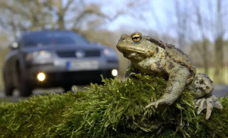 und-Kroeten-Alle-drei-Gattungen-gehoeren-zu-den-Froschlurchen