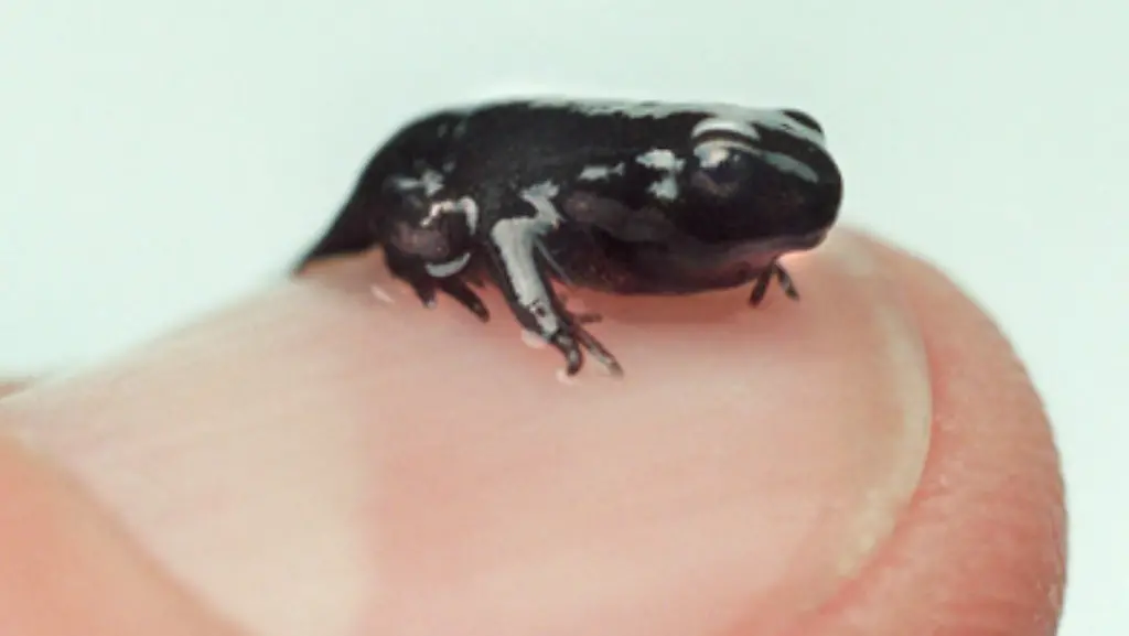 In-Deutschland-wurde-der-todbringende-Pilz-nicht-nur-auf-der-Haut-von-Froeschen-sondern-auch-auf-Kroeten-und-Salamanderhaut-nachgewiesen