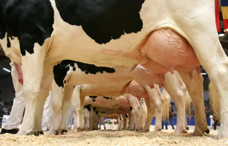 hat-sich-mit-zunehmender-Mobilitaet-und-der-Entwicklung-technischer-Verfahren-zur-Haltbarmachung-der-Milch-der-Schwerpunkt-der-Zuechtungen-mehr-auf-Milch-und-Fleischvieh-verlagert