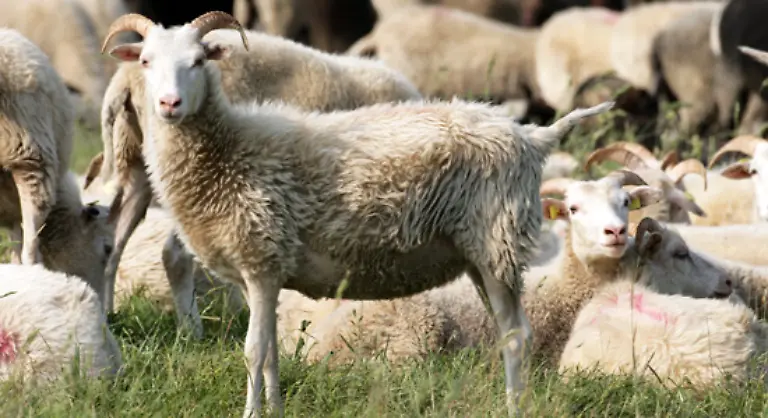 Schafe-sind-genuegsame-und-robuste-Tiere