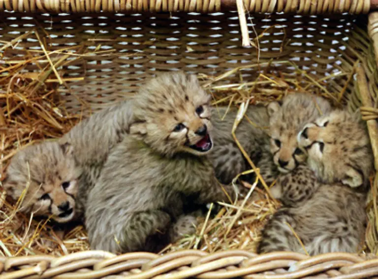 Grzimek-brachte-fast-30-Jahre-lang-zur-besten-Sendezeit-Zootiere-als-Co-Moderatoren-mit-ins-Studio-darunter-Geparden-Schweine-Schlangen-und-natuerlich-Affen