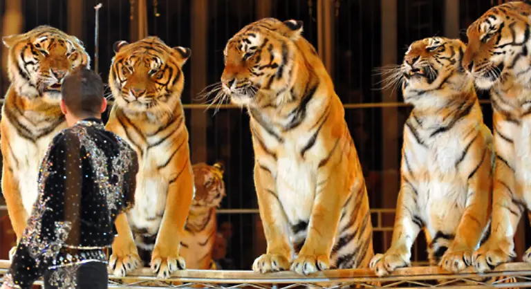 Bereits-1942-machte-der-Tierarzt-Schlagzeilen-Als-Beweis-fuer-seine-Faehigkeiten-als-Verhaltensforscher-stand-er-allein-als-Dompteur-mit-sechs-Zirkustigern-in-der-Manege-des-Zirkus-Sarrasani-und-liess-sie-nach-seiner-Pfeife-tanzen