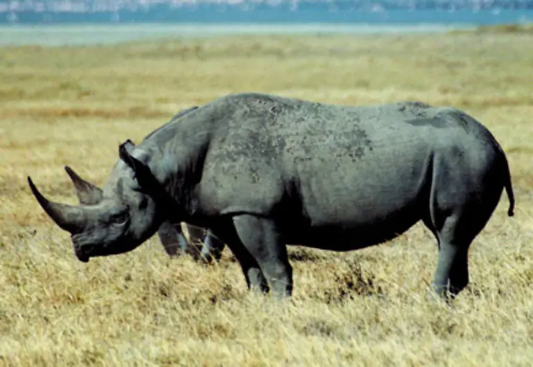 In-einer-seiner-Sendungen-behauptete-er-einfach-dass-es-Pauschalreisen-nach-Ostafrika-gaebe-Das-war-glatt-gelogen