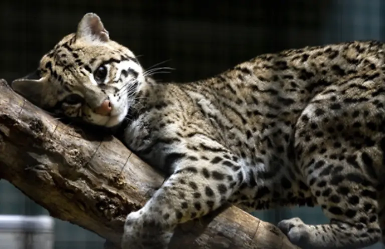 Grzimek-war-gegen-Pelzmaentel-denn-nur-ein-Ozelot-selbst-brauche-ein-Ozelotfell-und