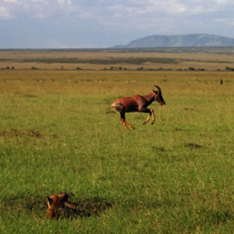 Bernhard-Grzimek-gilt-bis-heute-als-Vorreiter-des-modernen-Tier-und-Umweltschutzes