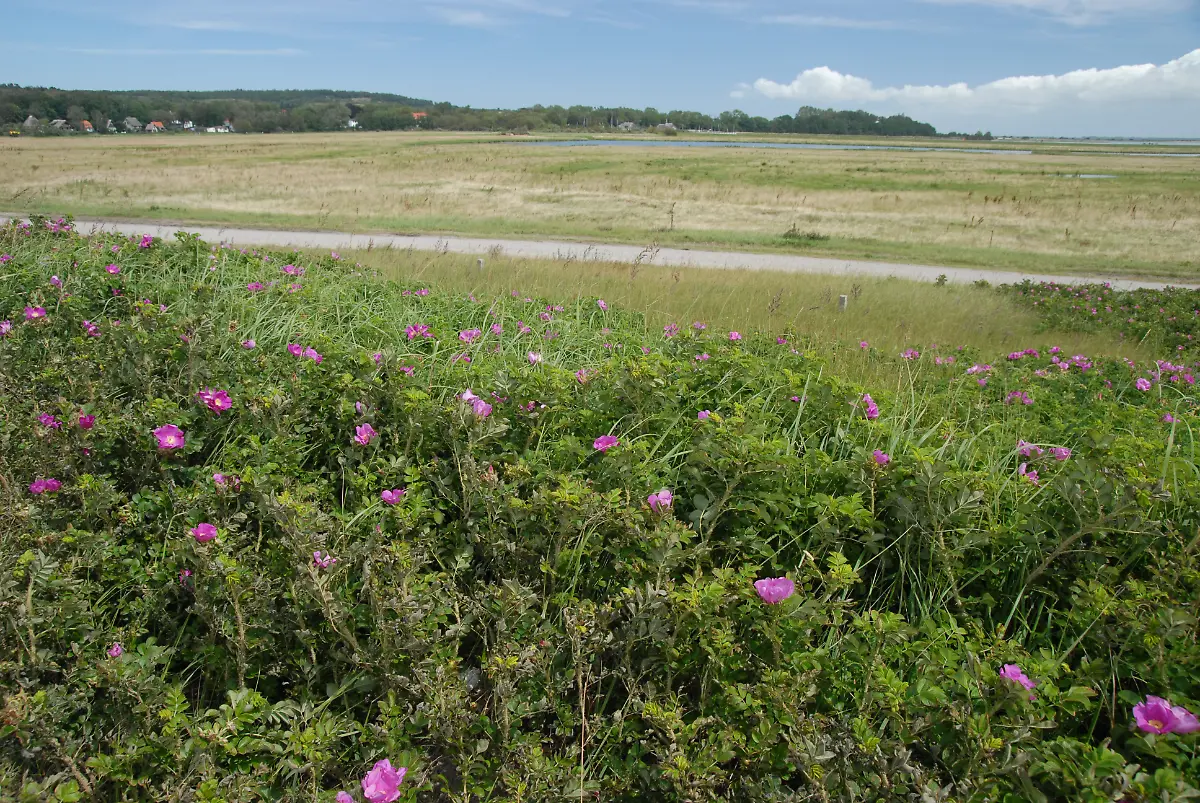 hiddensee-wiese