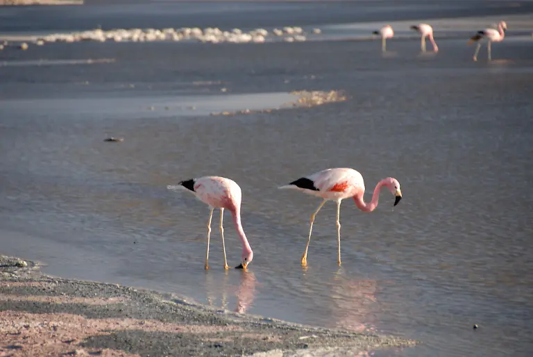 Atacama-Wueste-Chile-Flamingos-Salzsee