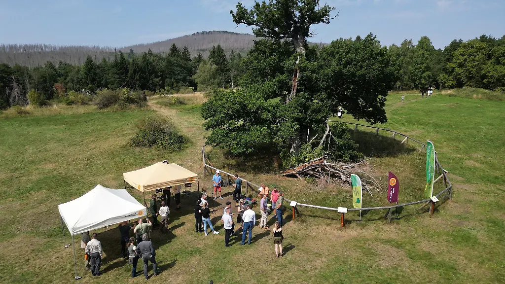Blick-auf-die-500-Jahre-alte-Hohne-Eiche-in-Drei-Annen-Hohne-waehrend-der-Feierstunde-zur-Auszeichnung