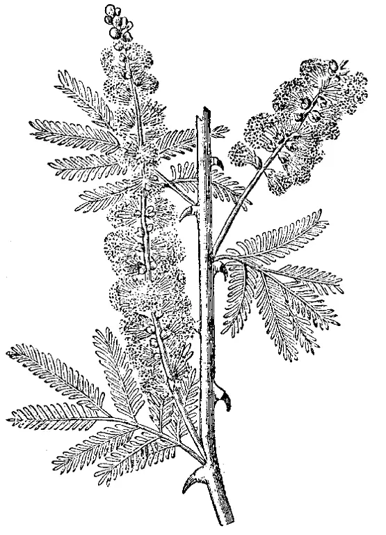 Acacia-Nordisk-familjebok