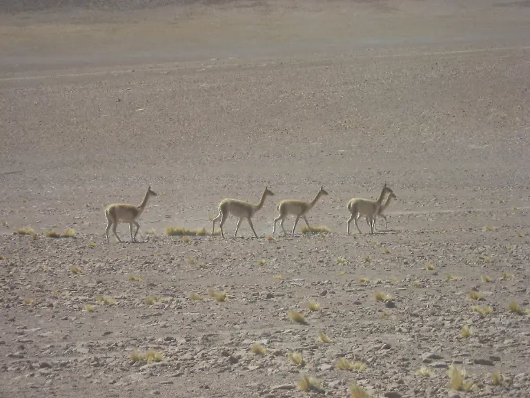 atacama-guanakos