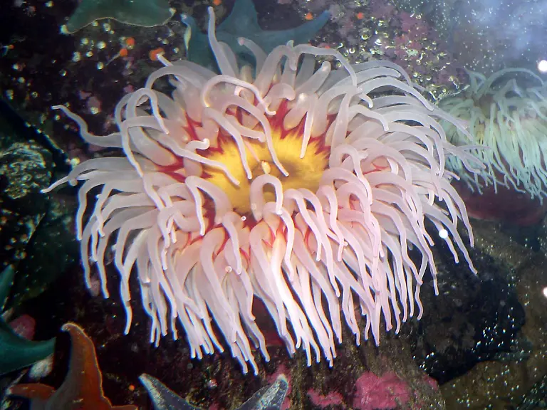 Urticina-piscivora-1
