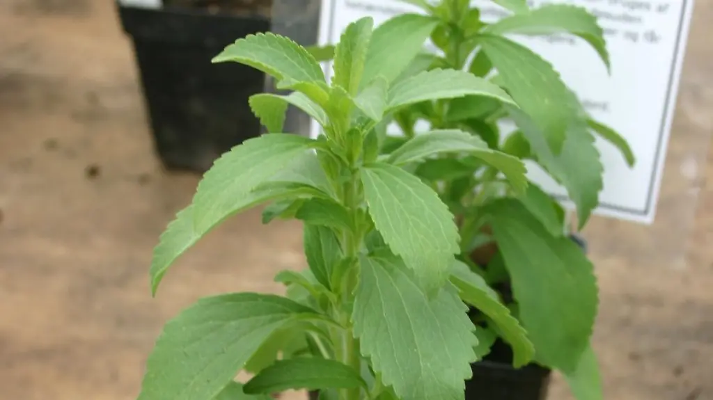 Stevia