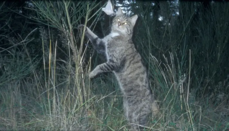 NLP-Eifel-Wildkatze-Nationalparkforstamt-Eifel