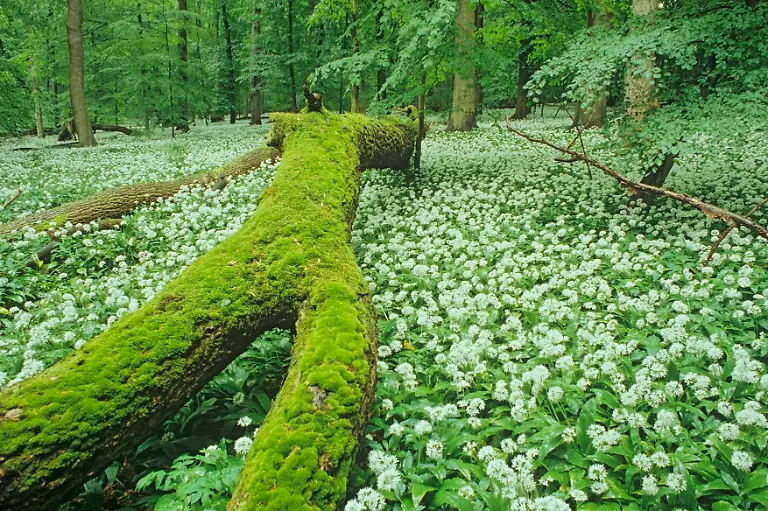 NLPHainich-Thomas-Stephan