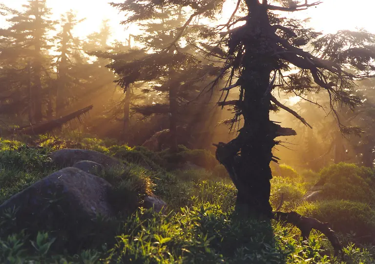 NLPHarz-Hirtenstieg-WilfriedSti-ermer