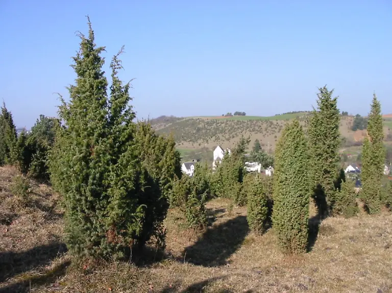 NRP-HohesVenn-Eifel-Wacholder