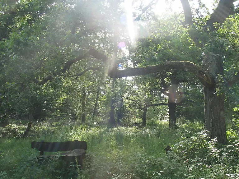 NRP-MA-enden-Hutewald