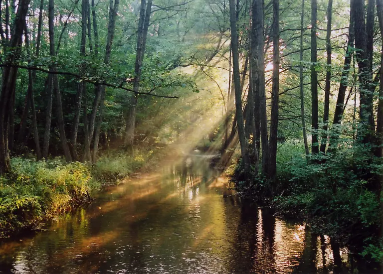 NRPUcker-Erlenbruch-am-KA-estriner-Bach-Gert-Klinger