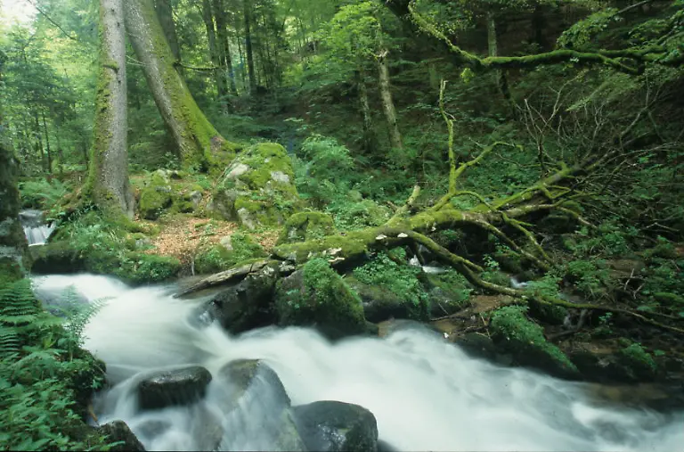 NRP-SA-edschwarzwald-Bach-Belchen-Hubertus-Knoblauch