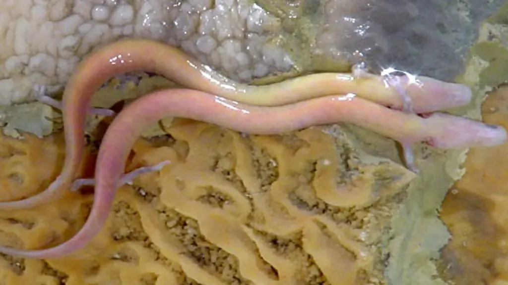 Grottenolme-Proteus-anguinus