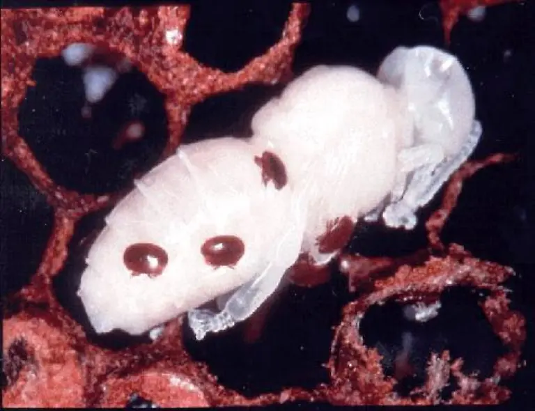 varroa