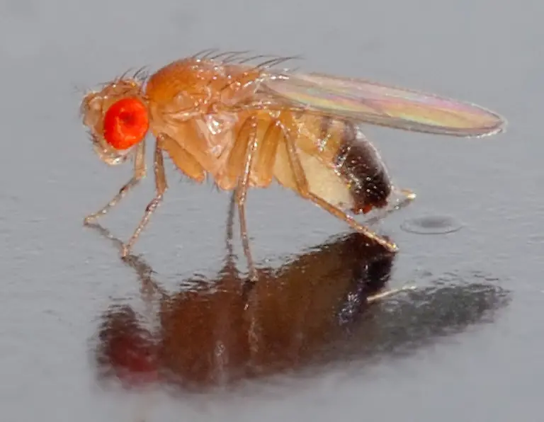 Drosophila-melanogaster-side-aka