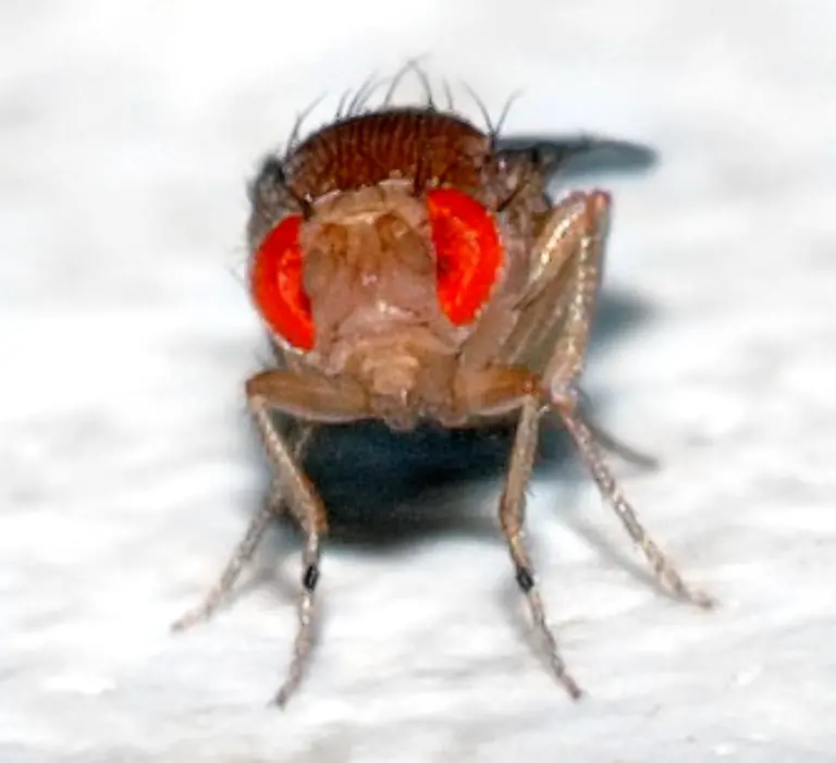 Drosophila-melanogaster-front-aka