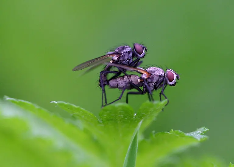 Fliegen-bei-der-paarung