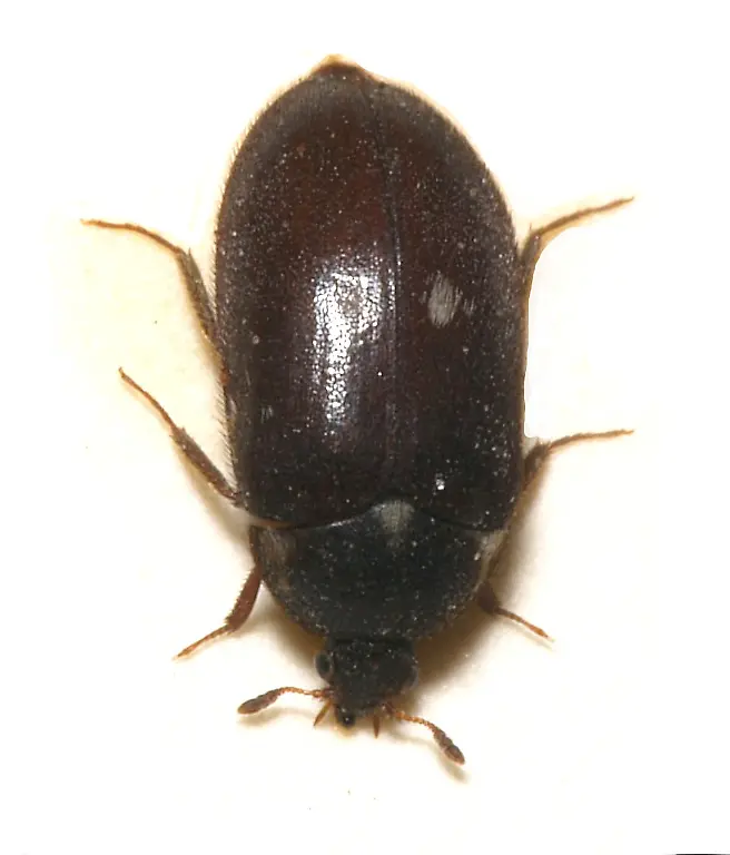 Attagenus-pellio