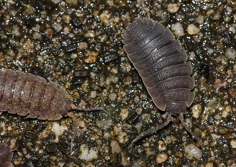 Isopoda-fg01