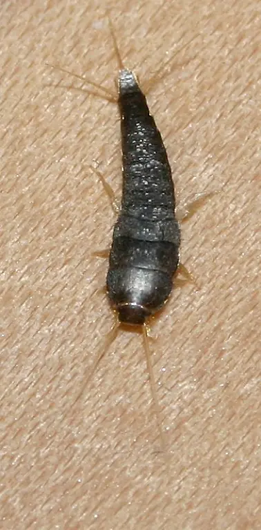 Silberfischchen