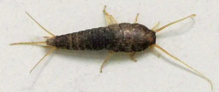 Lepisma-saccharina