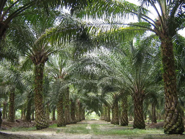 Oilpalm-malaysia