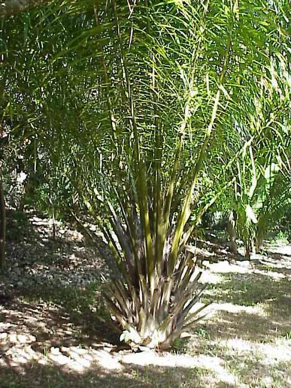 Elaeis-guineensis0
