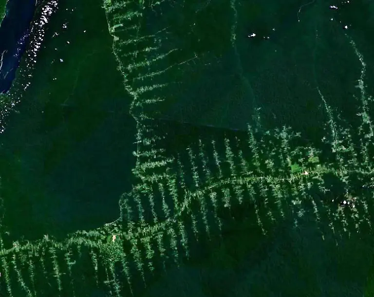 Amazonie-deforestation