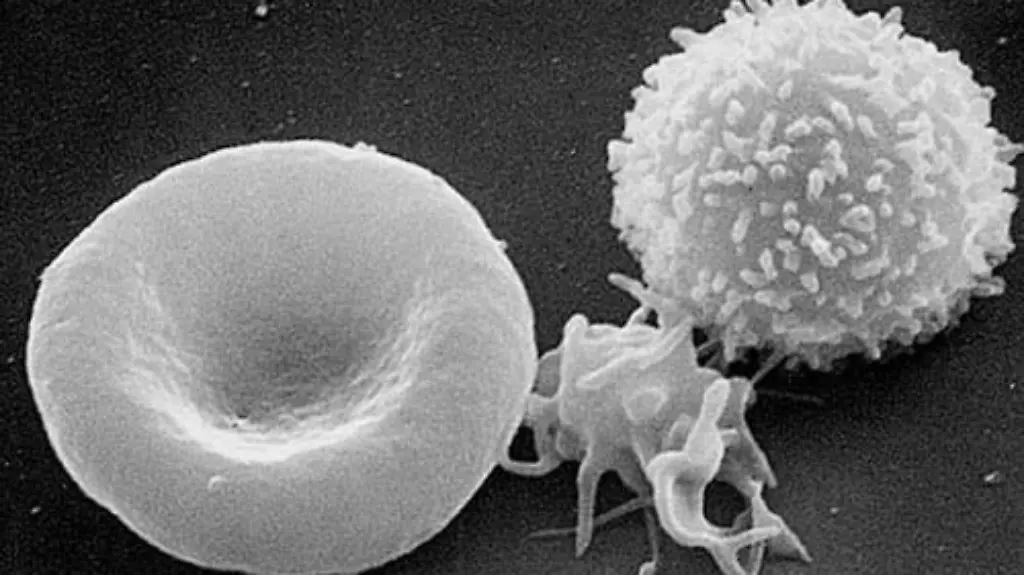 Red-White-Blood-cells