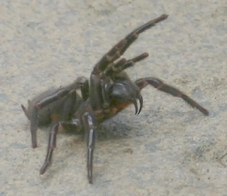 Trichternetzspinne-Tirin-Wiki
