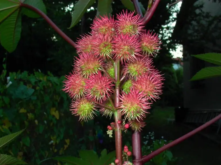 Ricinus-frucht-01-Wunderbaum-Robodoc-Wiki