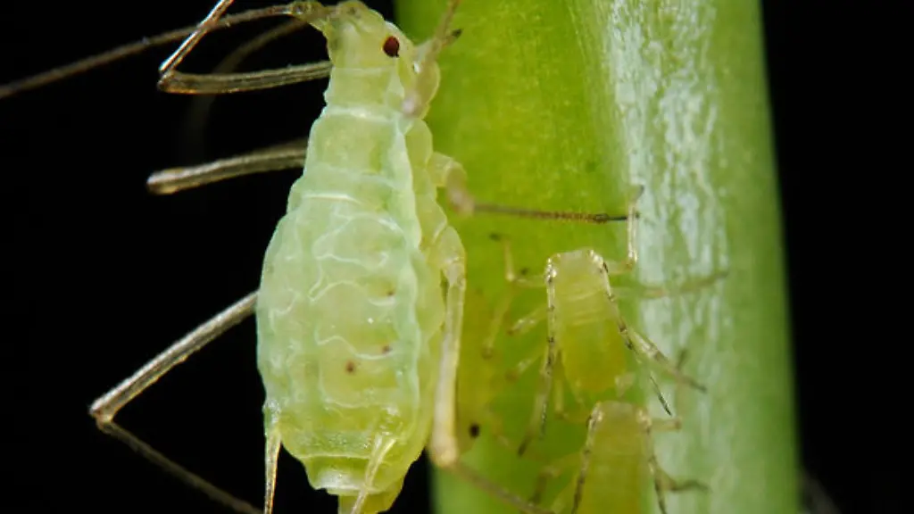 600px-Acyrthosiphon-pisum-pea-aphid-PLoS