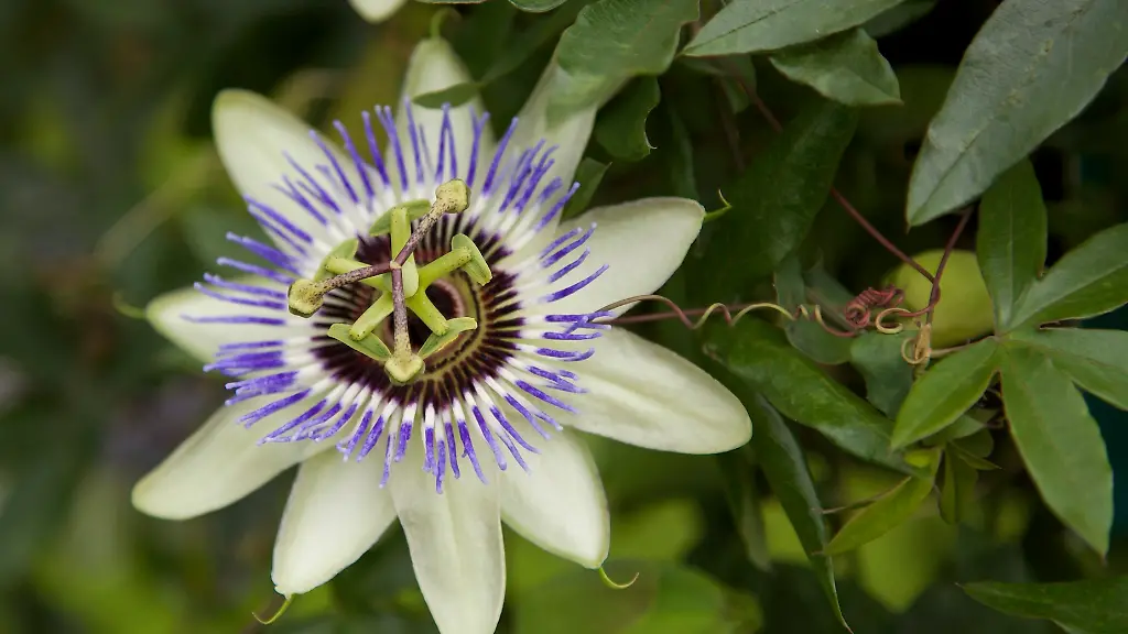 Passionflower2