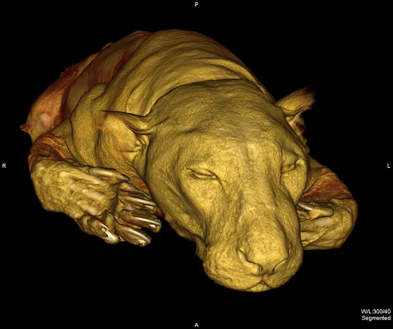 leopard-computertomograph
