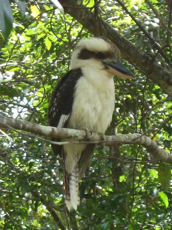 Kookaburra-lachender-hans-Australien