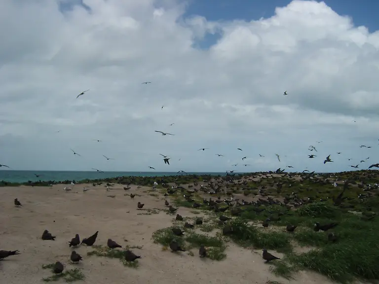 Great-Barrier-Reef-vogelinsel