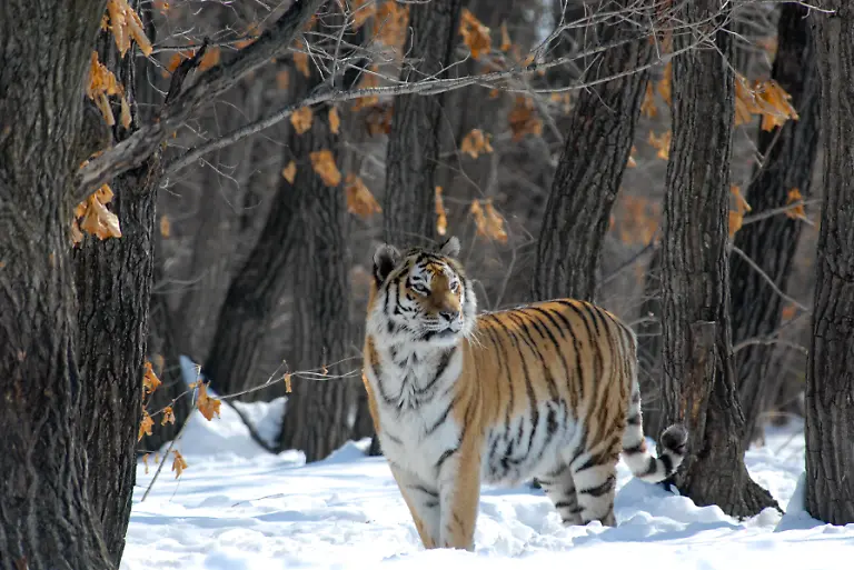 6168-05-russland-ussurien-tiger