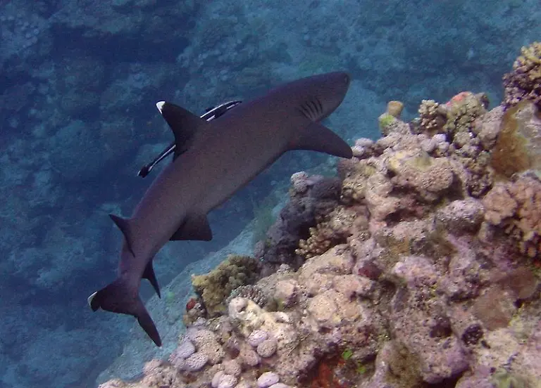 800px-Triaenodon-obesus-with-Echeneis-naucrates