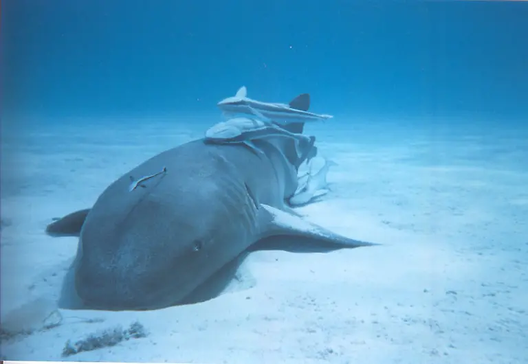 Nurse-shark-with-remoras