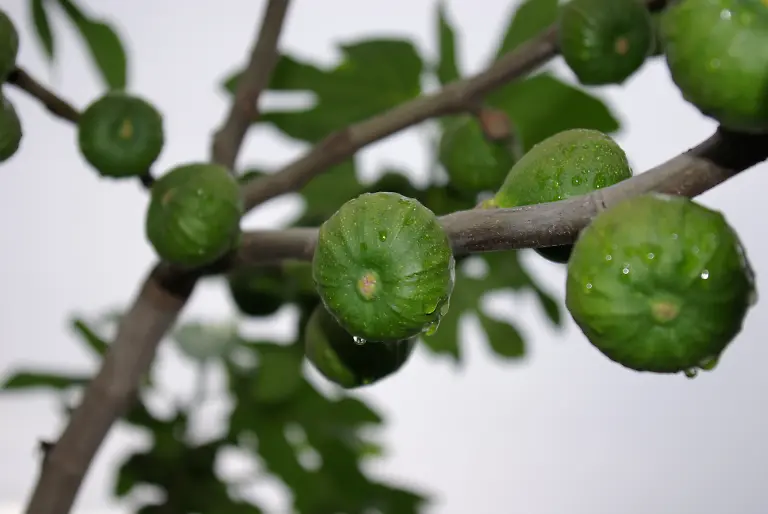 Ficus-carica-Feigen-am-Baum-001