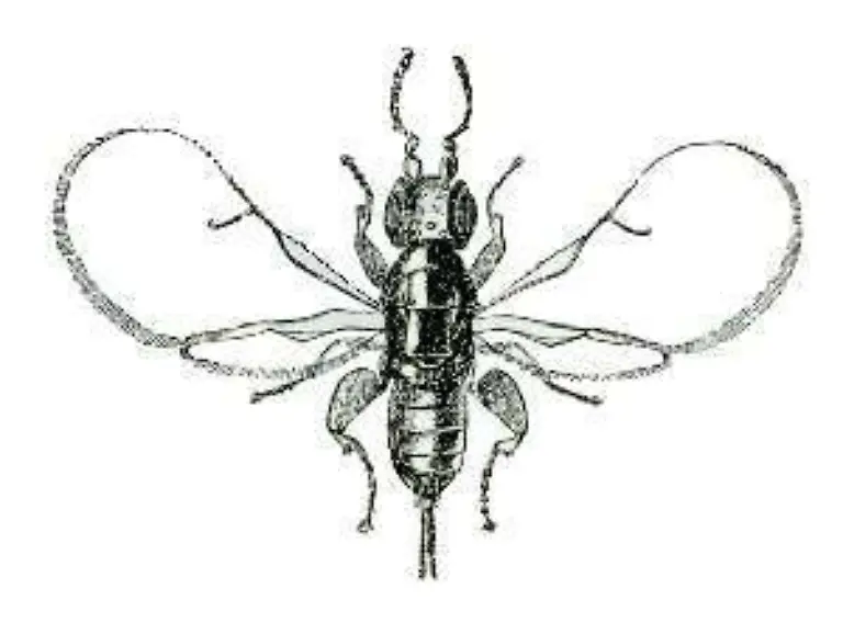 Blastophaga-psenes