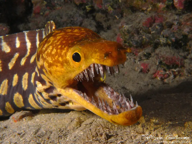 Fangtooth-moray